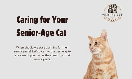 Caring For your Senior Age Cat