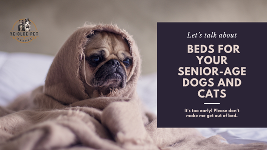 The Importance of beds for your senior-age dogs and cats