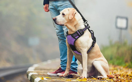 Reflective Dog Harness With Pull Control