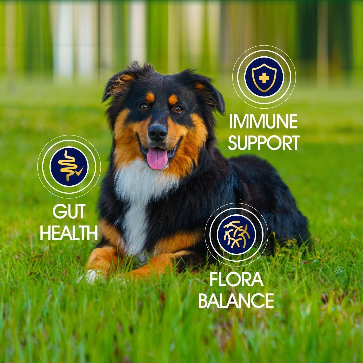 Probiotics for Good Gut and Skin Health for Dogs