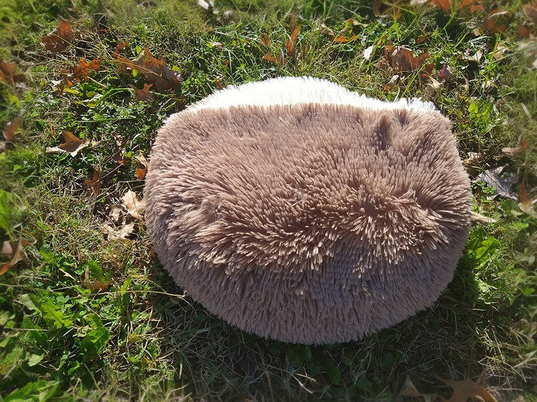 Donut Bed with Hood for Small Dogs and Cats