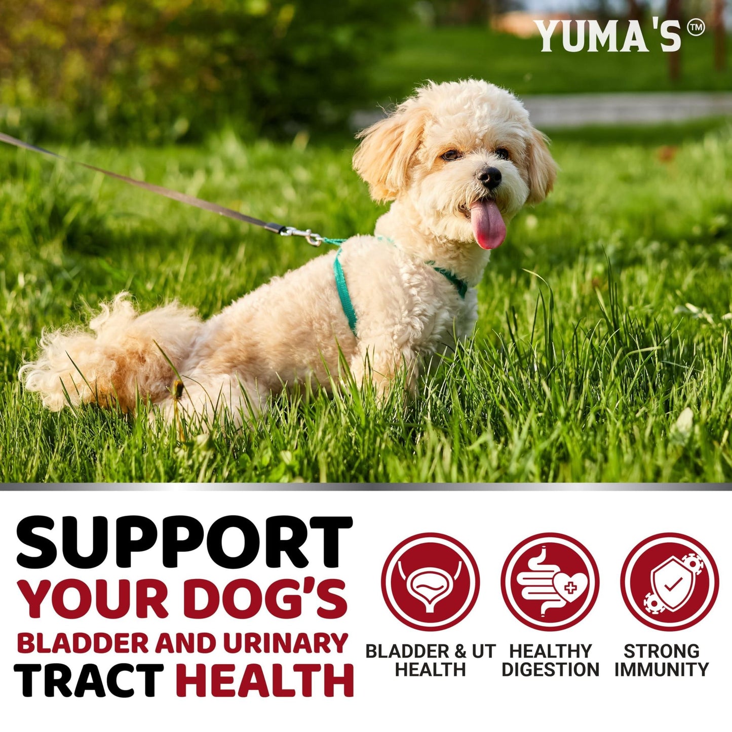 UTI and Bladder Health Supplements for Dogs