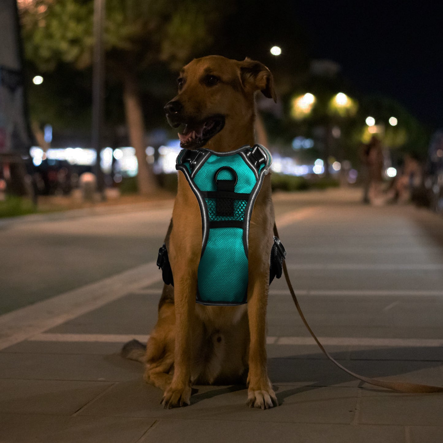 Rechargeable LED Dog Safety Harness